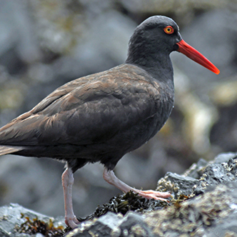 Black Oystercatcher walking on a rock
