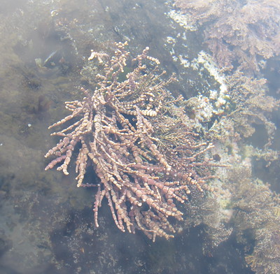 Coralline Algae