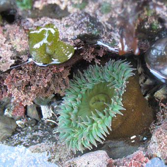 Giant green anemone