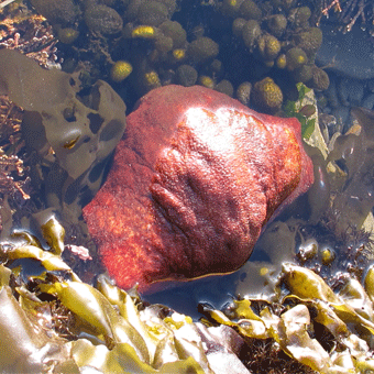 Gumboot Chiton