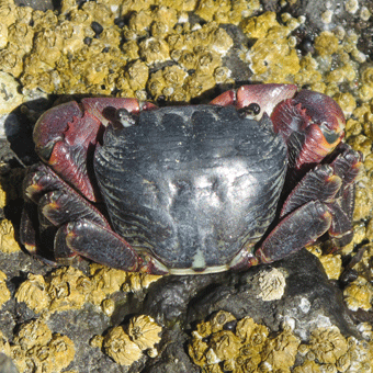 Shore Crab