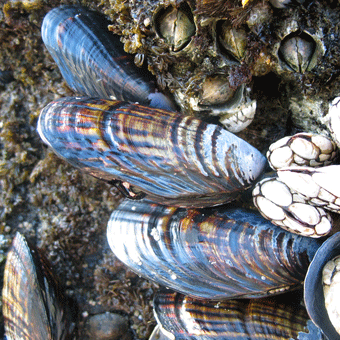 California Mussels