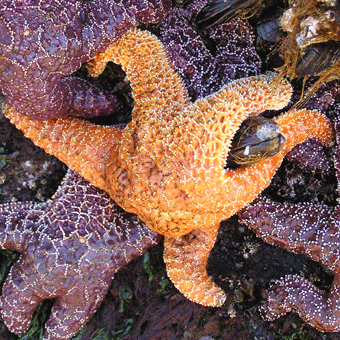 Ochre Sea Star