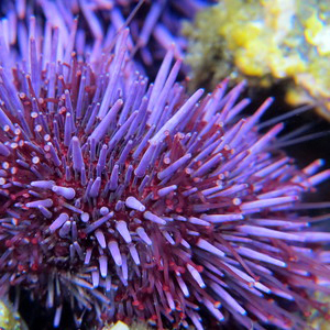 Purple Sea Urchins