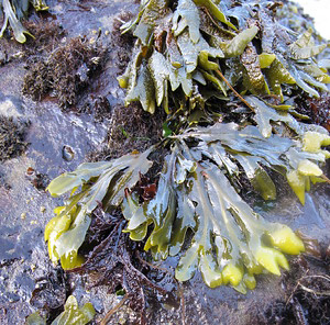 Rockweed