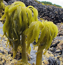 Several bright green Sea Palms