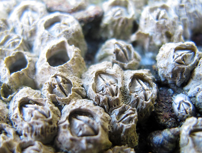 Acorn Barnacles