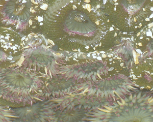 Aggregating Anemone