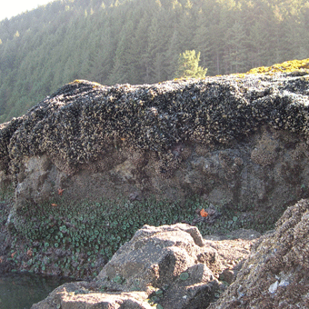 Biobands of different tidepool communities stacked vertically on a rock face