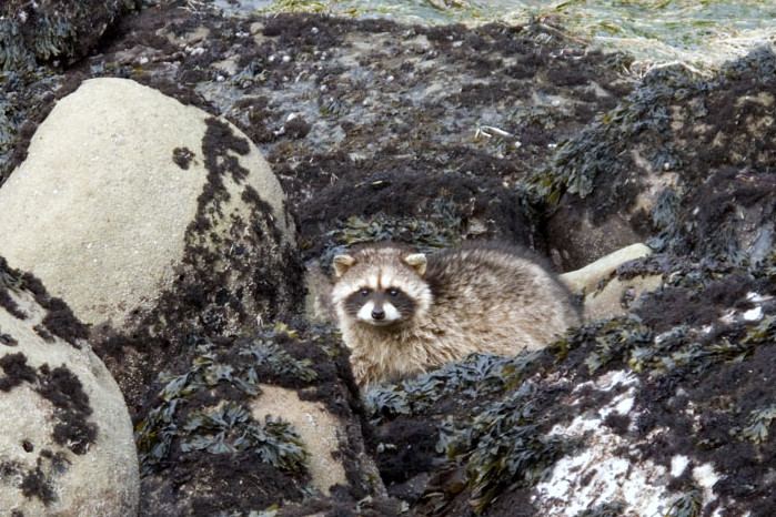 A racoon in among some rocks