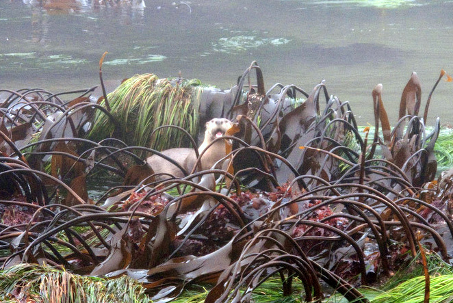 a River Otter on the rocks