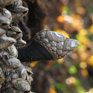 Gooseneck barnacles