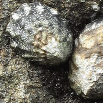 Ribbed Limpets