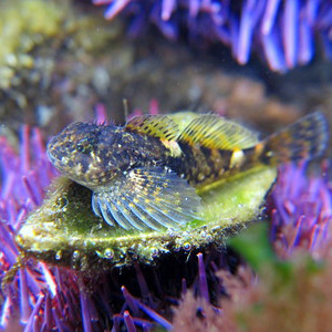 Sculpin