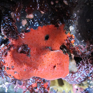 a reddish orange sponge