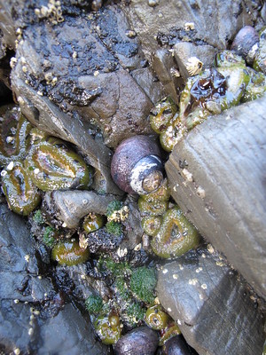 Black Turban Snail nestled in the rocks