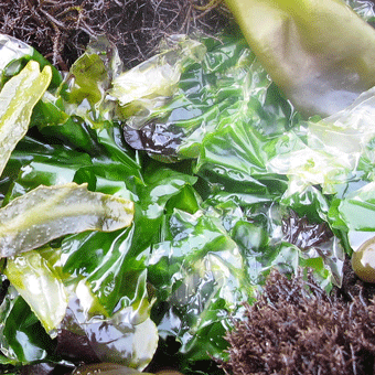 Sea Lettuce